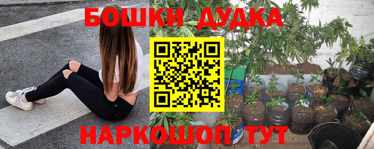 Конопля планчик Лесной